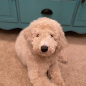 Meet your Posher, Bella